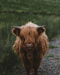 Cow standing on field