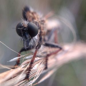 Close-up of insect on plant