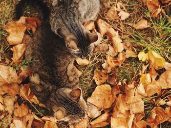 High angle view of squirrel