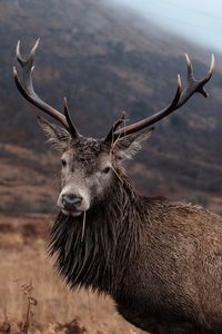 Close-up of deer