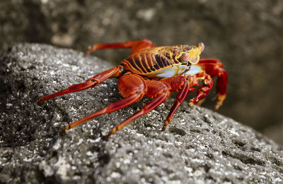 Close-up of insect on rock