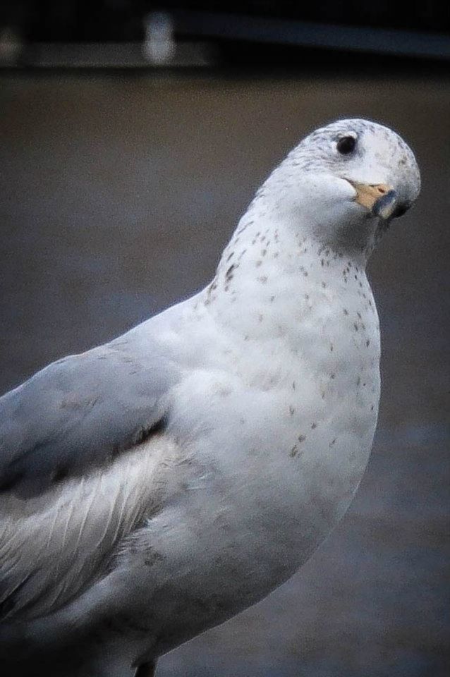 bird, animal themes, one animal, animals in the wild, wildlife, beak, seagull, close-up, white color, focus on foreground, perching, nature, side view, animal head, full length, outdoors, day, pigeon, no people, zoology