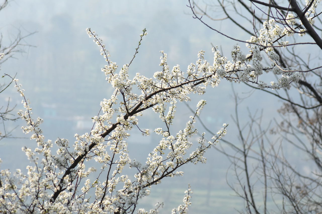 LOW ANGLE VIEW OF CHERRY BLOSSOM TREE