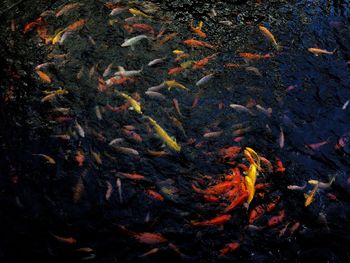 High angle view of koi carps swimming in water