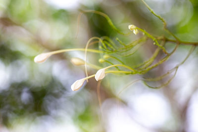 Close-up of white flowering plant