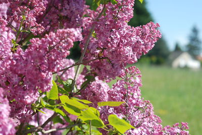 Close-up of pink flowering plant