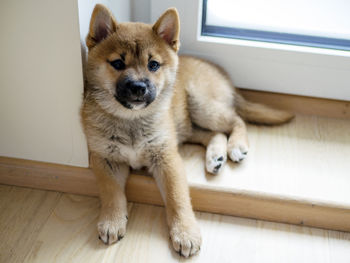 Portrait of dog sitting on hardwood floor at home