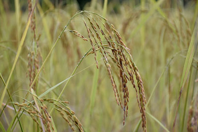 Close-up of stalks in field