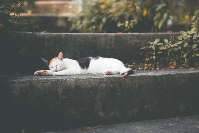 Cat resting on couch