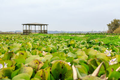 Plants growing on field against sky