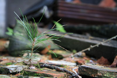 Close-up of plant