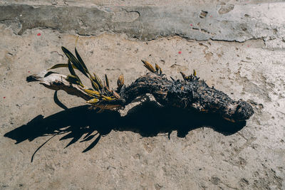 High angle view of dead plant on sand