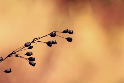 Close-up of fruits on tree against sky