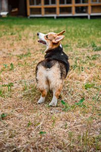 View of a dog on field