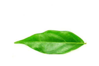Close-up of green leaf over white background