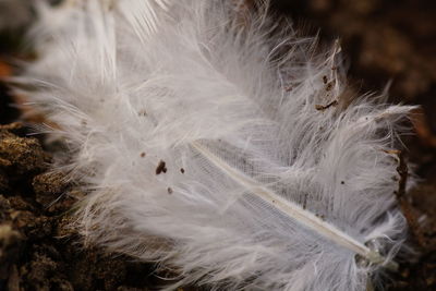 High angle view of bird