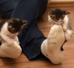 Cat sitting on floor at home