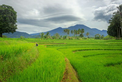 View of rice fields with farmers working in bengkulu, indonesia