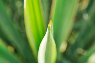 Close-up of green plant