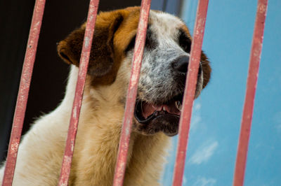 Close-up of dog