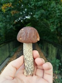 Close-up of hand holding mushroom