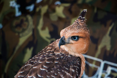 Close-up of hawk
