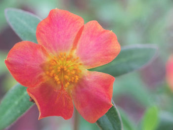 Close-up of flower blooming outdoors