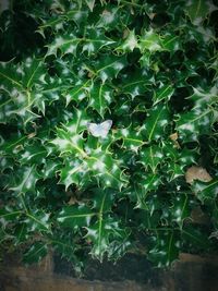 Plants growing on a tree