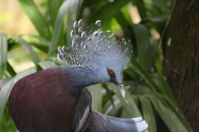 Close-up of pigeon perching