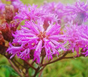 Close-up of pink flowers