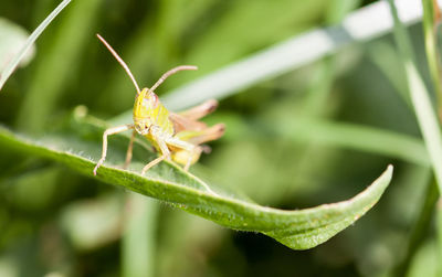 Close-up of insect on plant