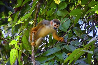 Spider monkey, ateles geoffroi, mother and baby endangered, in tropical jungle trees of costa rica. 