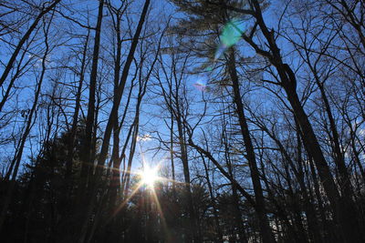 Low angle view of trees against sky