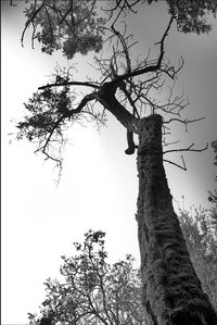 Low angle view of silhouette tree against sky