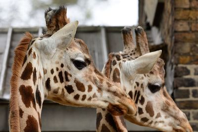 Close-up of giraffes