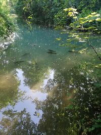 High angle view of fish swimming in lake