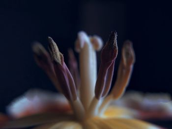 Close-up of pink flower