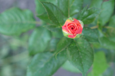 Close-up of red rose