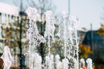 Close-up of frozen plants during winter
