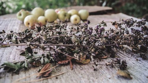 Close-up of fruits growing on field