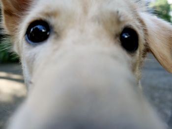 Close-up portrait of a dog