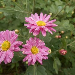 Close-up of pink flowers blooming outdoors