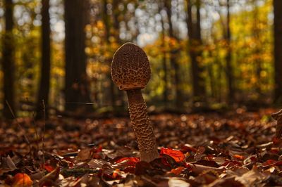 Mushroom growing in the woods during autumn