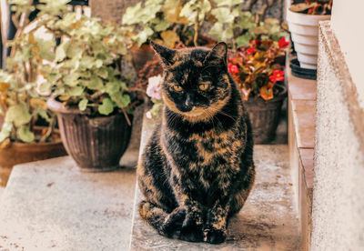 Portrait of cat sitting outdoors