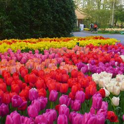 Close-up of colorful tulips in park