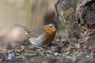 Close-up of bird perching on a land