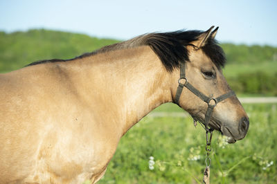 Horse standing on field