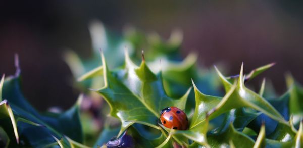 Close-up of ladybug on plant