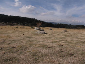 Sheep on field against sky