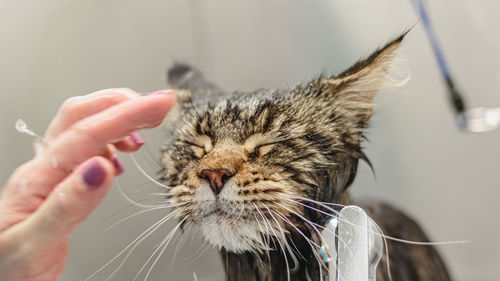 Cat washing and grooming close up getting professional service at pet salon by groomer